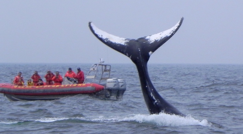 Whale tail in the Bay of Fundy | Nova Scotia Whale Watching