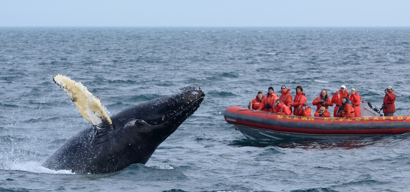 Ocean Explorations Whale Adventures, Tiverton, Nova Scotia, Canada