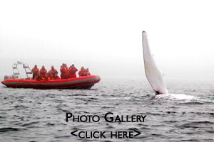 Nova Scotia Whale Watching Photo Gallery